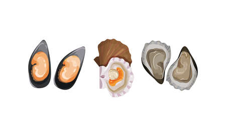 Oyster and Bivalved Mollusk as Seafood and Marine Delicacy Vector Setのイラスト素材
