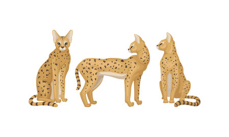 Serval as African Wild Cat with Small Head and Large Ears Standing and Sitting Vector Set