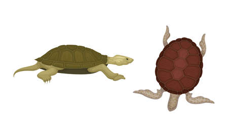Turtles with Bony Shell as Land-dwelling and Sea-dwelling Specie Vector Setのイラスト素材