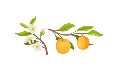 Blooming Apricot Tree Branch with Flower Buds and Ripe Drupe Fruit Vector Setのイラスト素材