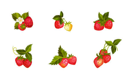 Garden Strawberry Branches with Whole Red Berries Vector Setのイラスト素材