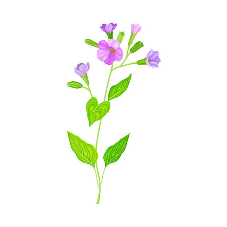 Blooming Violet Flowers of Lungwort Plant Growing on Green Stem with Pointed Leaves Vector Illustrationのイラスト素材