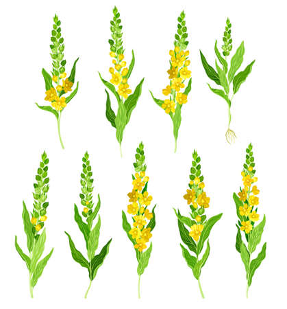 Mullein with Dense Rosette of Leaves and Tall Flowering Stem Vector Setのイラスト素材