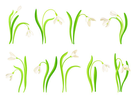 Snowdrop or Galanthus with White Drooping Bell Shaped Flower and Linear Leaves Vector Setのイラスト素材