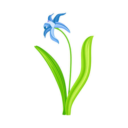 Snowdrop or Galanthus with Blue Pendulous Flower and Linear Leaves Vector Illustrationのイラスト素材