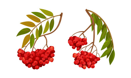 Red Rowan Berries Hanging on Branch with Pinnate Leaves Vector Setのイラスト素材