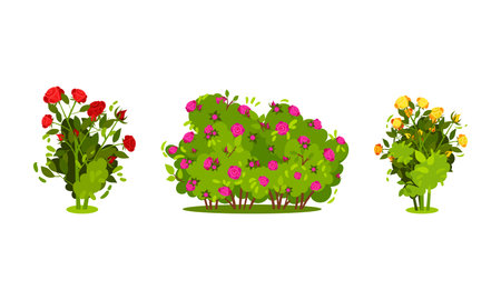 Bushes with Rose Flowers and Branched Stem as Perennial Woody Plant Vector Setのイラスト素材