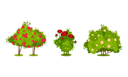 Bushes with Rose Flowers and Branched Stem as Perennial Woody Plant Vector Setのイラスト素材