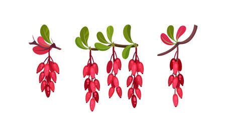 Red Berberis or Barberry Hanging on Leafy Twig Vector Setのイラスト素材