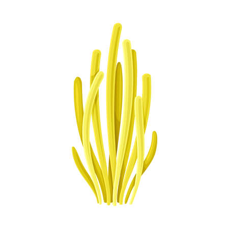 Coral as Marine Invertebrate from Ocean Bottom Vector Illustrationのイラスト素材