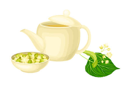 Small-leaved Linden or Tilia Cordata Blossom with Lime Tea in Teapot Vector Illustrationのイラスト素材