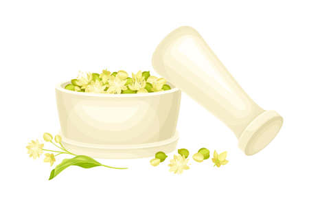 Linden or Tilia Cordata Blossom and Drupe Fruit Rested in Mortar with Pestle for Grounding Vector Illustrationのイラスト素材