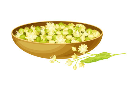 Linden or Tilia Cordata Blossom and Drupe Fruit Rested in Wooden Bowl Vector Illustrationのイラスト素材