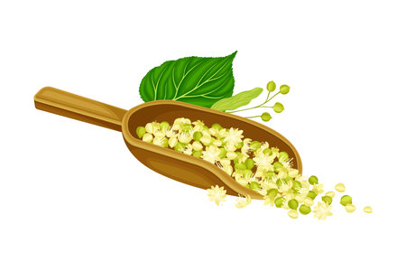 Linden or Tilia Cordata Blossom and Drupe Fruit Rested in Wooden Scoop Vector Illustrationのイラスト素材