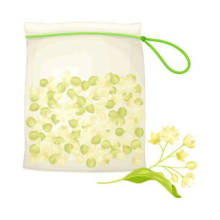 Linden or Tilia Cordata Blossom and Drupe Fruit in Pouch Vector Illustrationのイラスト素材