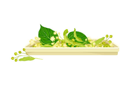 Twig of Linden or Tilia Cordata Blossom with Small Yellow Flower Clusters and Fruit Drupe Rested on Tray Vector Illustrationのイラスト素材