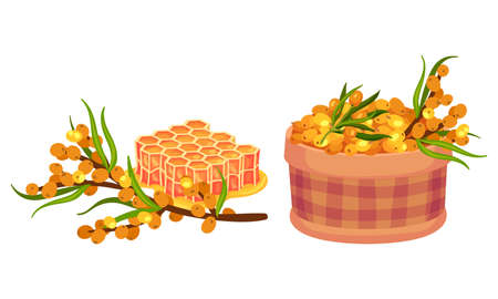 Sea Buckthorn Berry with Honeycomb and Wicker Basket Vector Composition Setのイラスト素材