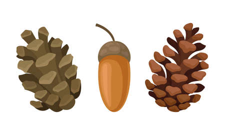 Fir or Pine Cones and Acorns as Seed Containing Plant Part Vector Setのイラスト素材