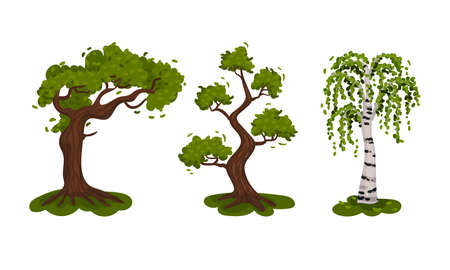 Different Trees as Perennial Plant with Trunk, Branches and Leaves Vector Setのイラスト素材
