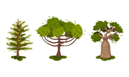 Different Trees as Perennial Plant with Trunk, Branches and Leaves Vector Setのイラスト素材