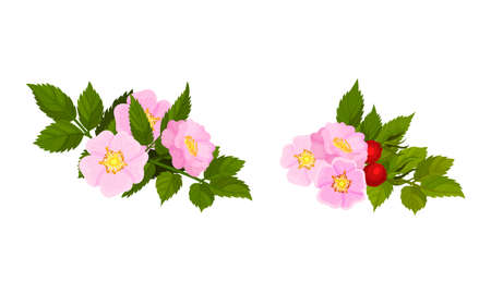 Tender Pink Flowers of Rosa Canina or Dog Rose Plant Specie with Mature Red Rose Hips Vector Setのイラスト素材