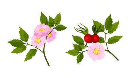 Tender Pink Flowers of Rosa Canina or Dog Rose Plant Specie with Mature Red Rose Hips Vector Setのイラスト素材