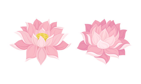 Nelumbo or Water Lily Aquatic Plant with Showy Pink Flower Vector Setのイラスト素材