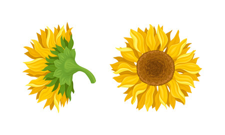 Sunflower Agricultural Plant with Yellow Petals and Seeds Vector Setのイラスト素材