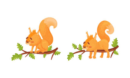Fluffy Squirrel Character Sitting and Sleeping on Tree Branch Vector Setのイラスト素材