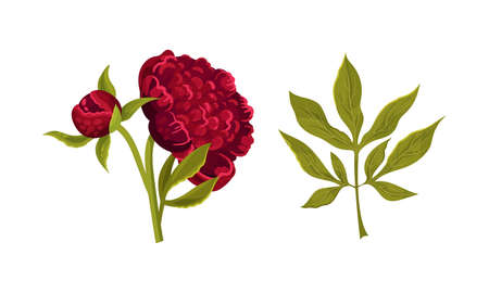 Colorful Peony Flower Buds on Green Stems with Showy Petals Vector Setのイラスト素材