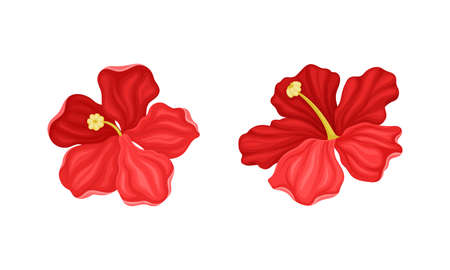 Hibiscus Red Tropical Flower with Large Petals Vector Setのイラスト素材