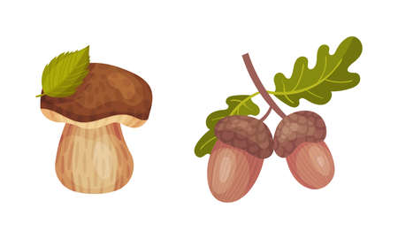 Mushroom with Cap and Acorn Twig as Forest Botany Element Vector Setのイラスト素材