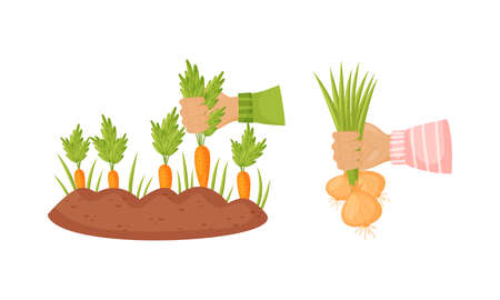 Hands Holding Ripe and Juicy Agricultural Crops Vector Setのイラスト素材