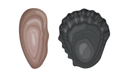 Oyster as Salt-water Bivalve Molluscs and Marine Delicacy Vector Setのイラスト素材