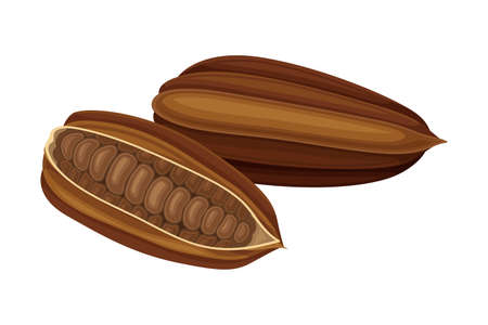 Dried Pod of Theobroma Cacao as Aromatic Chocolate Ingredient Vector Illustrationのイラスト素材