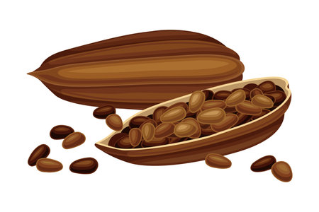 Dried Pod Of Theobroma Cacao As Aromatic Chocolate Ingredient Vector Illustrationのイラスト素材 イメージマート
