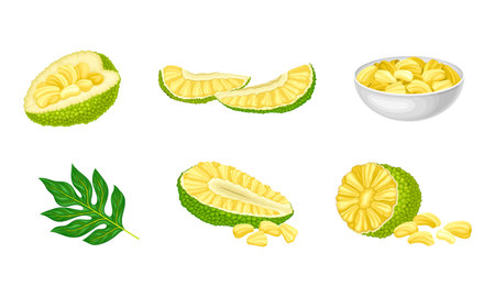 Ripe Bright Green Jackfruit with Seed Coat and Fibrous Core with Cut Section Vector Setのイラスト素材