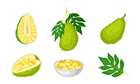 Ripe Bright Green Jackfruit with Seed Coat and Fibrous Core Whole and with Cut Section Vector Setのイラスト素材