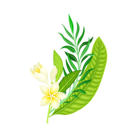 Frangipani or Plumeria Flower with Green Leaf as Tropical Foliage and Nature Element Vector Illustrationのイラスト素材