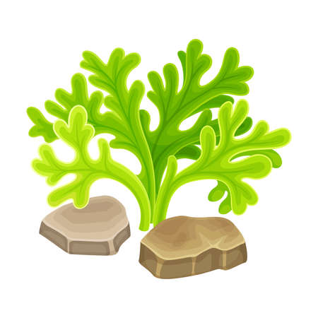 Sea Coral and Algae Growing on the Ocean Bottom and Stone Vector Compositionのイラスト素材