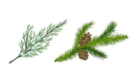 Coniferous Evergreen Tree Branch with Hanging Strobile and Needles Vector Setのイラスト素材