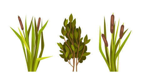 Green Reed Grass with Stalk and Leaves as Outdoor Growth Vector Setのイラスト素材