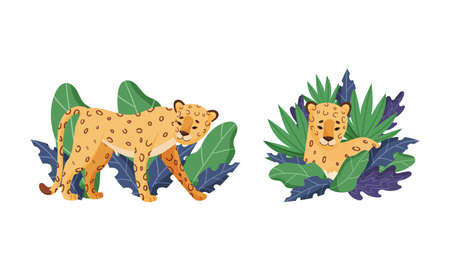 Spotted Leopard or Jaguar with Yellow Skin Standing and Sitting in Tropical Leaves Vector Setのイラスト素材