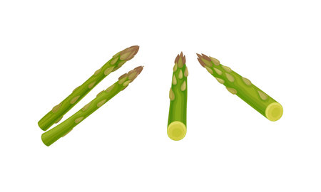 Fresh Green Cultivated Asparagus or Sparrow Grass Vector Setのイラスト素材