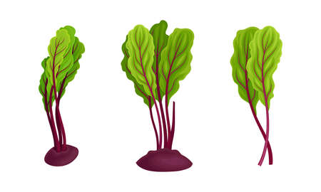 Beetroot or Garden Beet Peeped Out Ground with Top Leaves Vector Setのイラスト素材