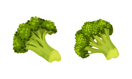 Broccoli Cabbage as Edible Green Plant with Stalk and Flowering Head Vector Setのイラスト素材