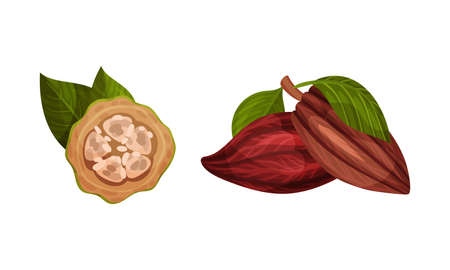 Pod of Theobroma Cacao with Cocoa Bean Inside as Aromatic Chocolate Ingredient Vector Setのイラスト素材