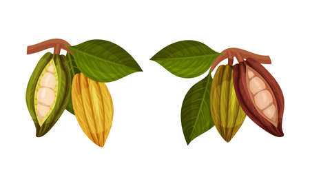 Pod of Theobroma Cacao with Cocoa Bean Inside as Aromatic Chocolate Ingredient Vector Setのイラスト素材