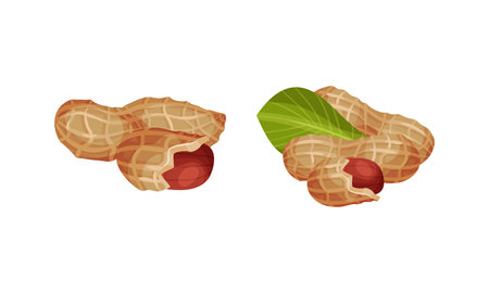 Peanuts set. Peeled and unpeeled kernels vector illustration
