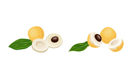 Ripe fresh tropical longan fruit set vector illustrationのイラスト素材